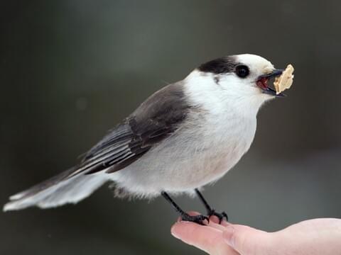 Hinterland Who's Who - Gray Jay