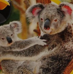 Wild Down Under NatureRules1 Wiki Fandom