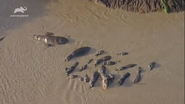 Big Cat Tales (2018)
