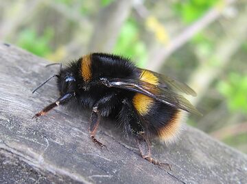 Buff-tailed Bumblebee, NatureRules1 Wiki