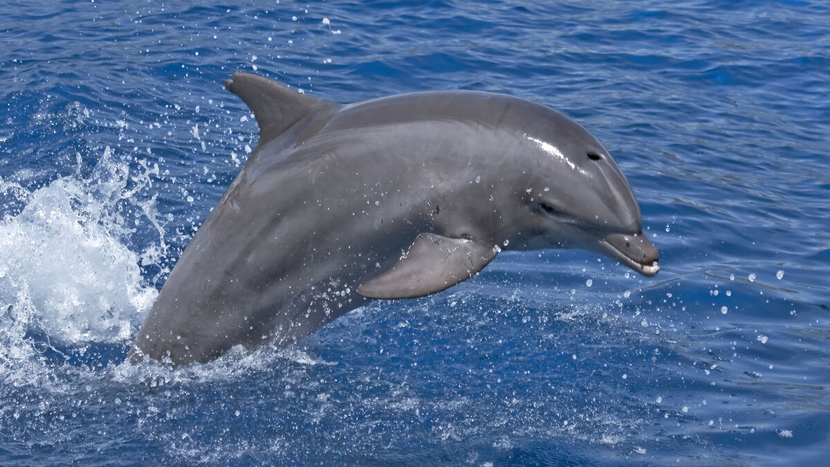 Речной Дельфин Афалина