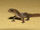 Brazilian Pygmy Gecko