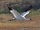 Whooping Crane