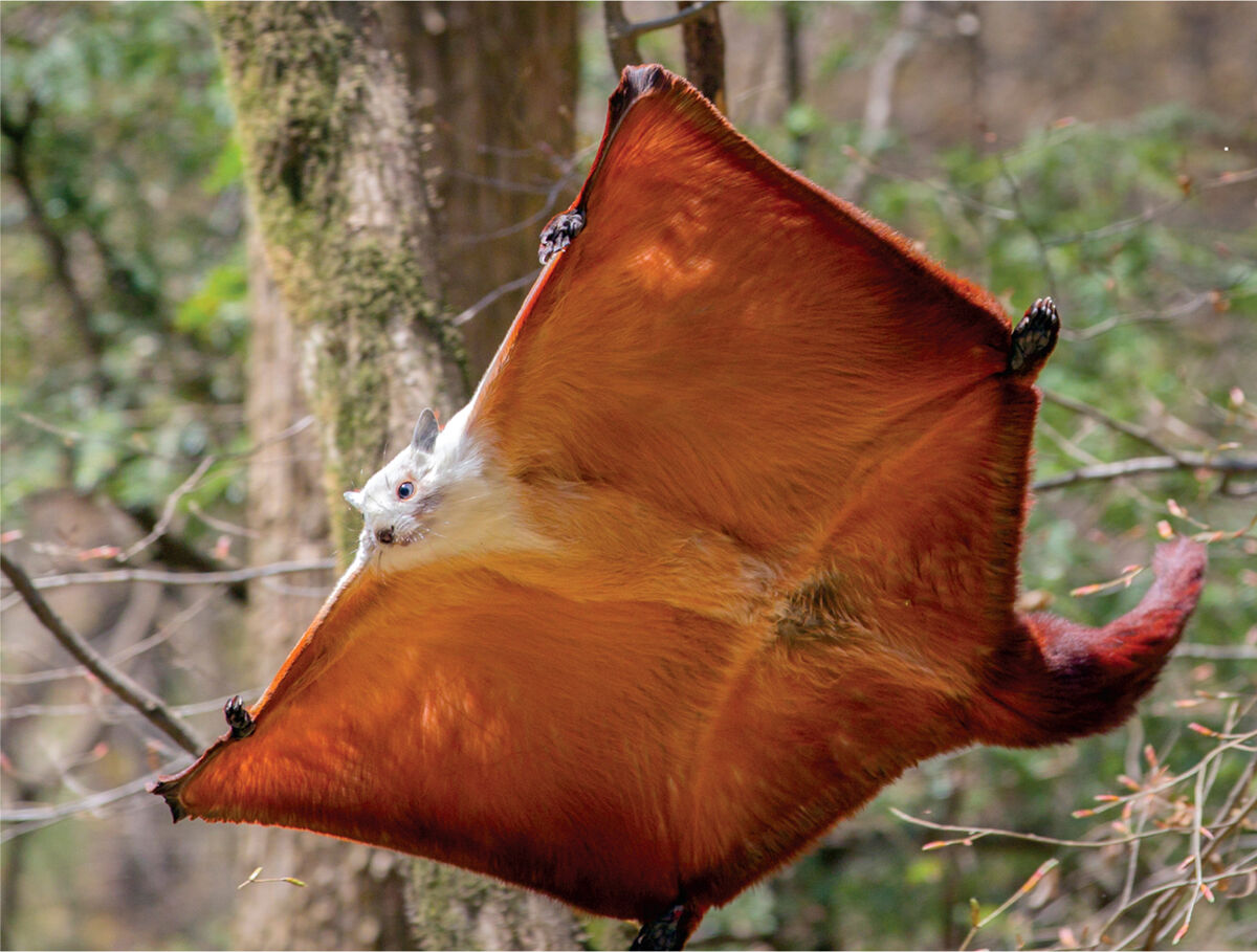 Redandwhite Giant Flying Squirrel NatureRules1 Wiki Fandom