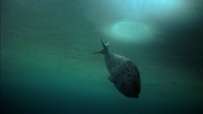 Frozen Planet (2011)