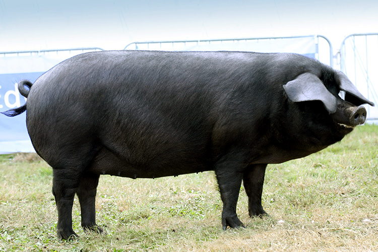 Large Black Pig, NatureRules1 Wiki