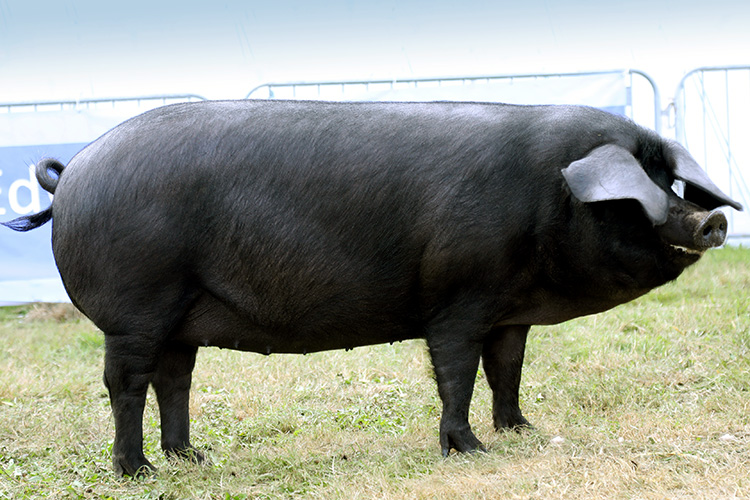 https://static.wikia.nocookie.net/naturerules1/images/6/6d/Large_Black_Pig.jpg/revision/latest?cb=20221115104305