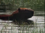 Life on Earth (1979)