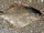 European Flounder