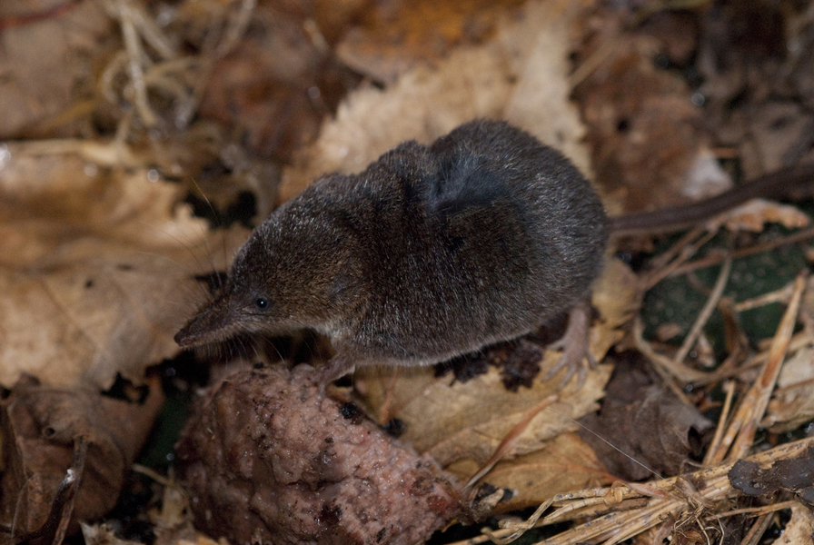 Arctic lemming - Wikipedia