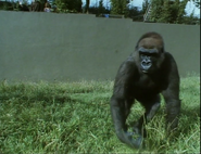 Supersense (1988)