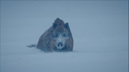 The Alps (2021)