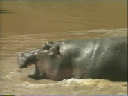 Untamed Africa (1996)