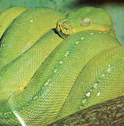 Green tree python - Wikipedia