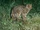 Marbled Cat