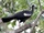 Blue-throated Piping Guan