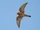 Malagasy Kestrel