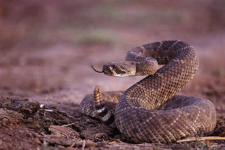 western diamondback rattlesnake striking distance