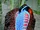 Temminck's Tragopan