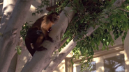 Monkey Trouble (1994)