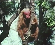 Monkeys, Apes, and Man (1971)