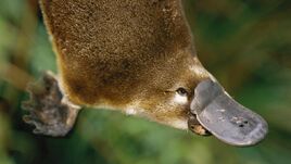 Platypus-closeup.adapt.945.1