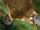 Duck-billed Platypus