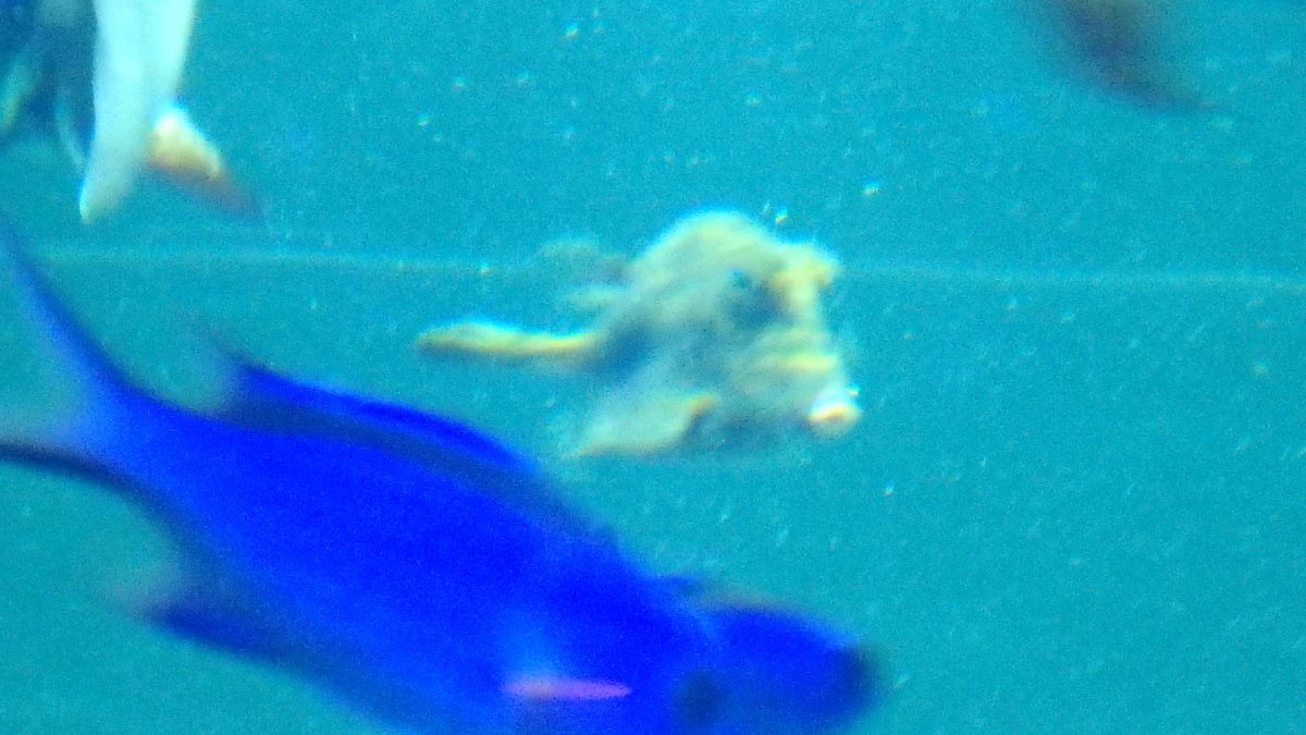 Scrawled Cowfish | NatureRules1 Wiki | Fandom