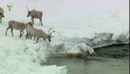 Wild Canada (2014)
