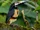 Collared Aracari