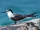 Bridled Tern