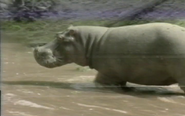 Africawatch (1989)