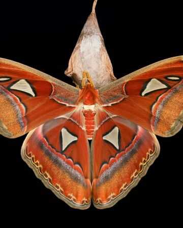Atlas Moth Naturerules1 Wiki Fandom Atlas Moth Naturerules1 Wiki Fandom
