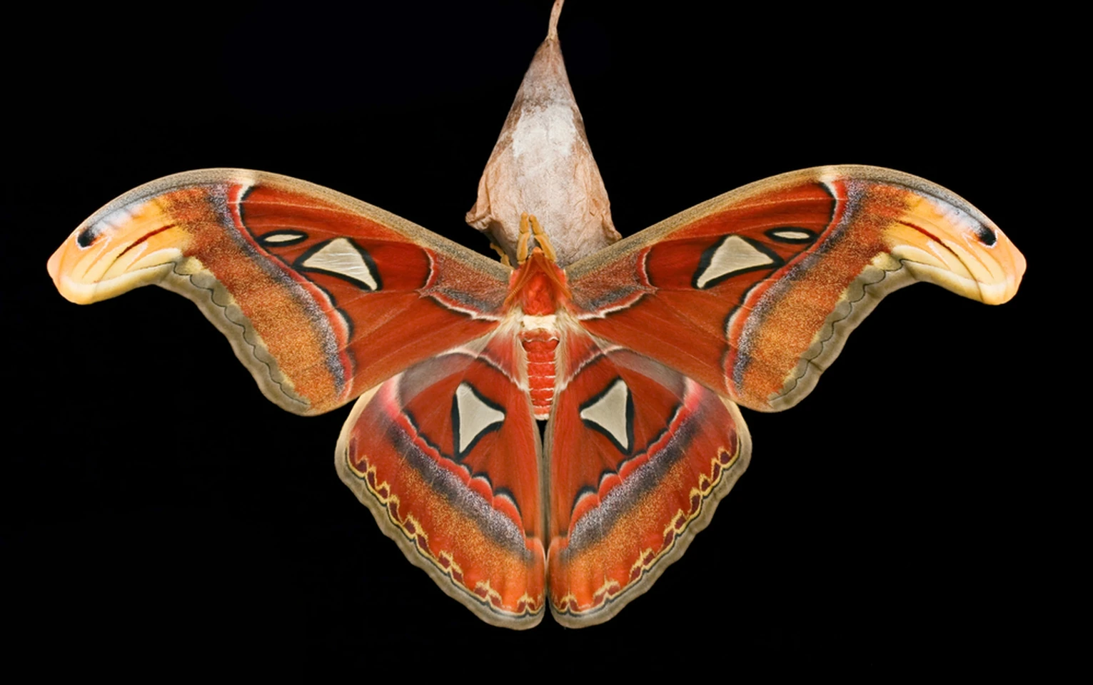 Atlas Moth Naturerules1 Wiki Fandom
