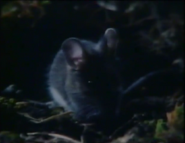 Incredible Journeys Mouse