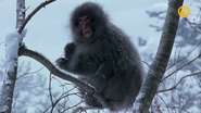 Japan's Wild Year (2014)