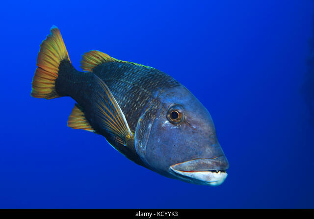 Blue Spotted Emperor