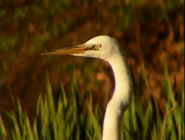 Pale Male (2004)