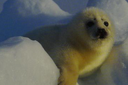 The Blue Planet 1 Book Harp Seal