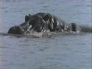 The Single Rhino (1992)