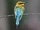 Blue-tailed Bee-eater