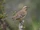 Chilean Mockingbird