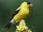 American Goldfinch