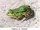 Marsh Frog