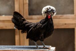 Polish Chicken