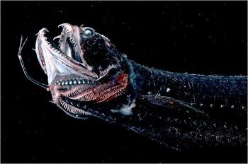 Scaly Dragonfish | NatureRules1 Wiki | Fandom