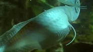 Weird Nature (2002)