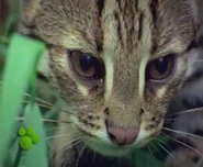 Disney's Magical World of Animals (1998)