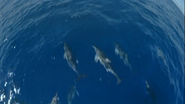 Search for the Great Sharks (1995)