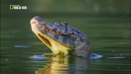 Wild Untamed Brazil (2014)